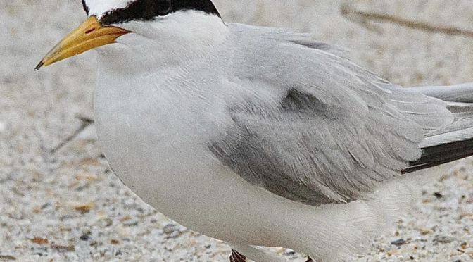 The Least Terns have returned to nest at Wrightsville Beach NC